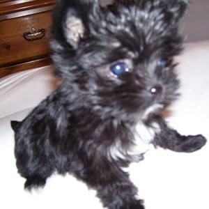 Meet your Posher, Cecilia